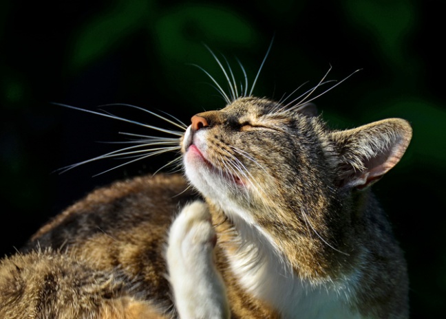 My cat is licking her flea treatment best sale