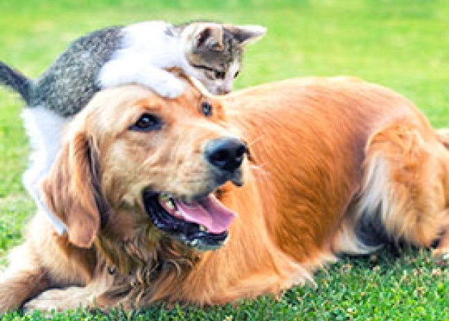 Why Is Vaccinating Your Pet Important? | The Pet Vet